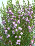 Growing Boronia