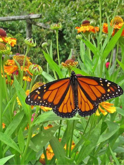 Oderings Garden Centres Gardening Guide Butterflies