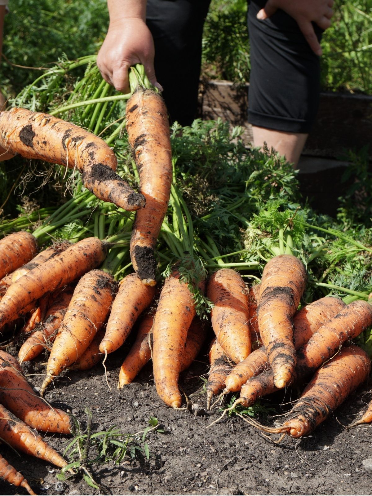 Growing Carrots & Cultivation Tips