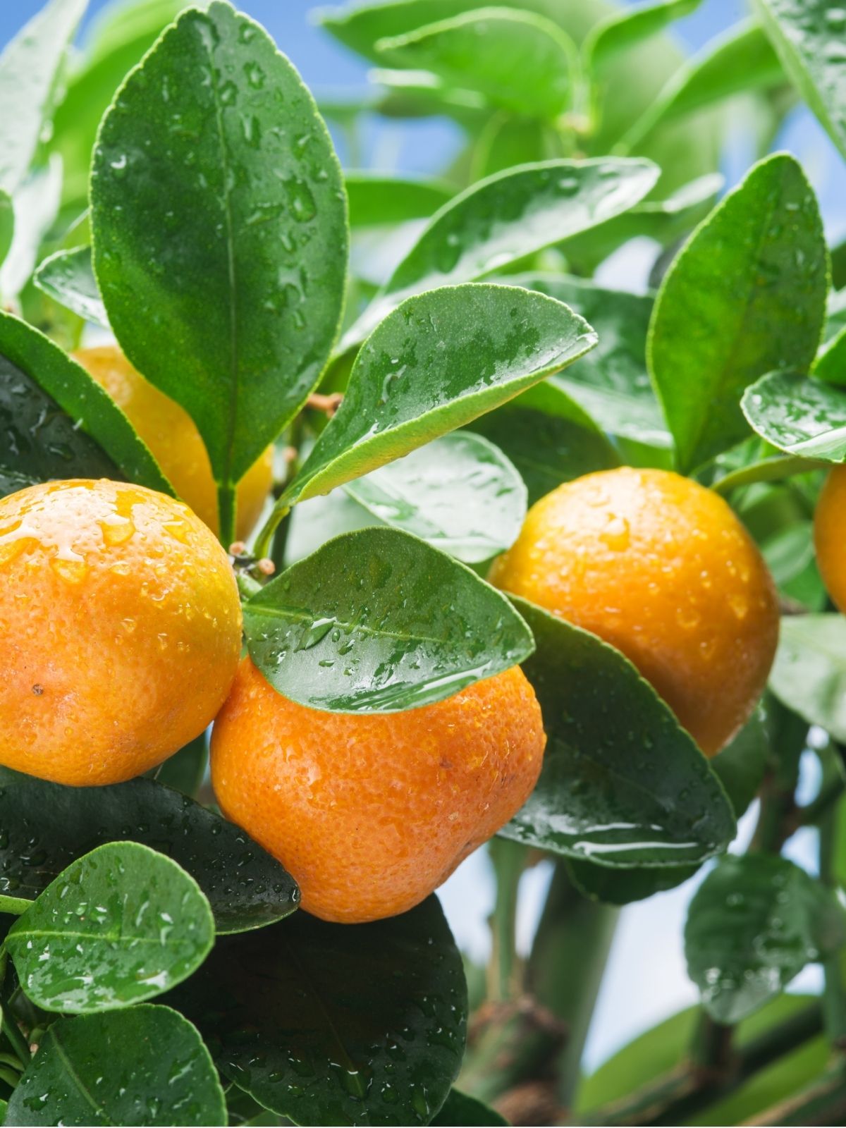 Growing Citrus