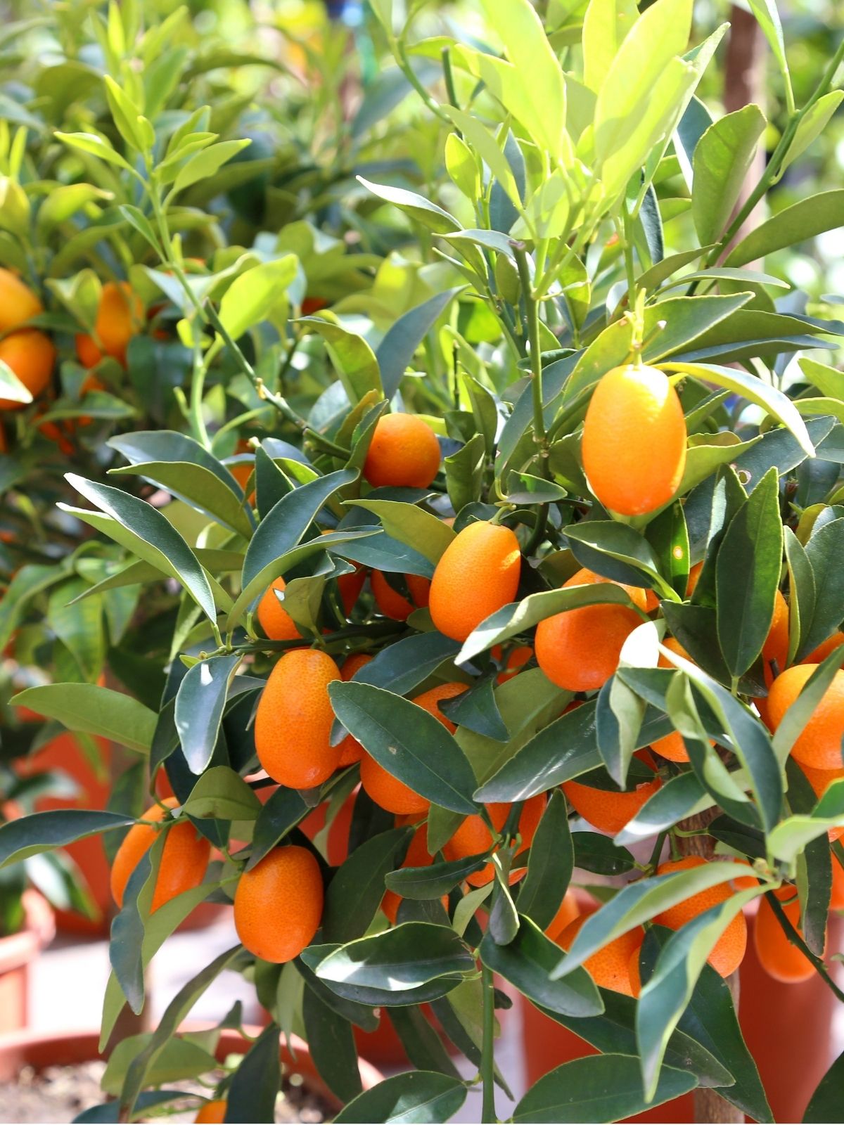 Citrus – Choosing What to Grow