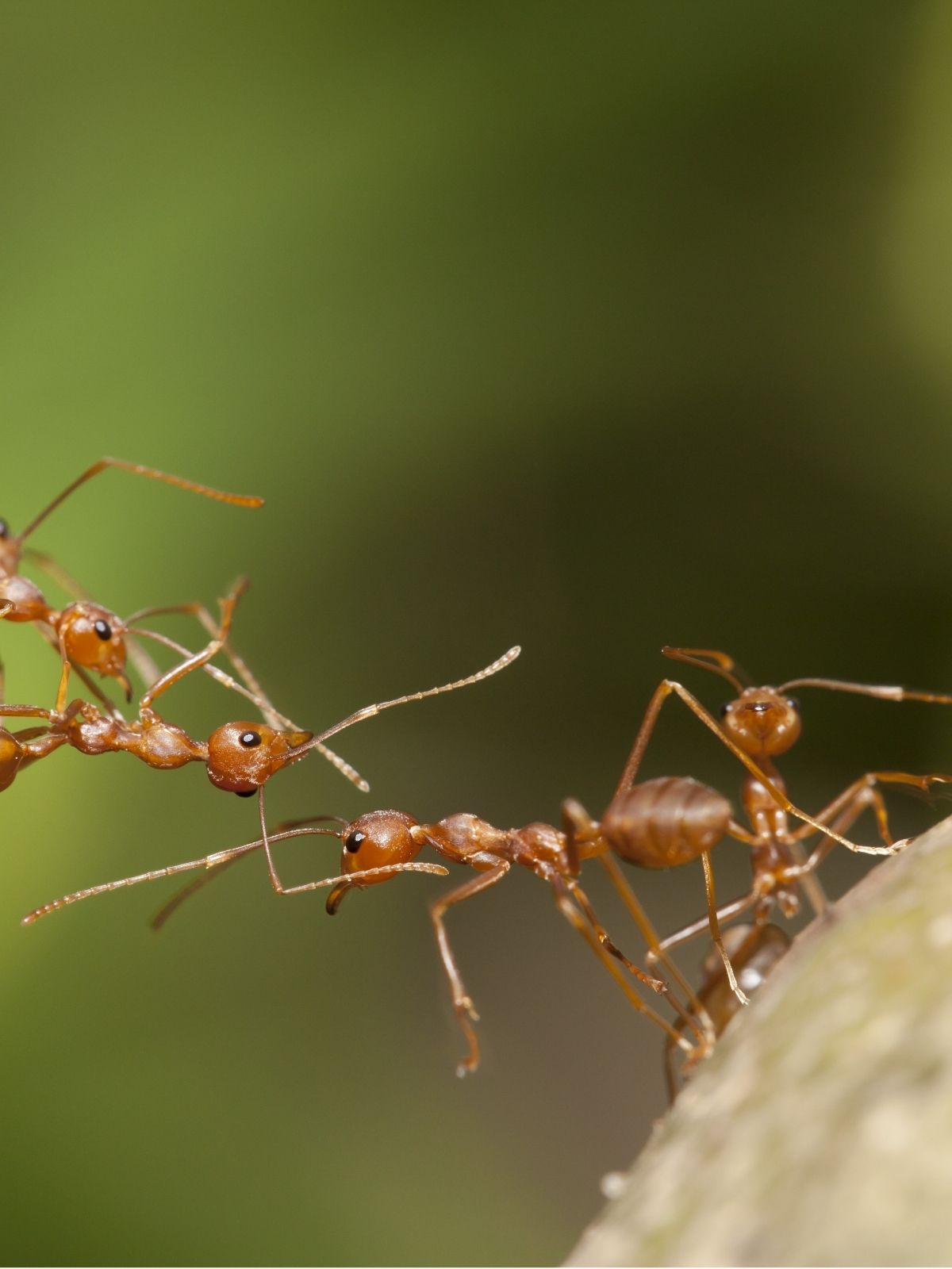 Combating Ants in Your Home and Garden