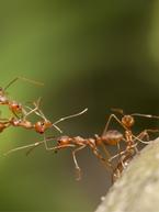 Combating Ants in Your Home and Garden