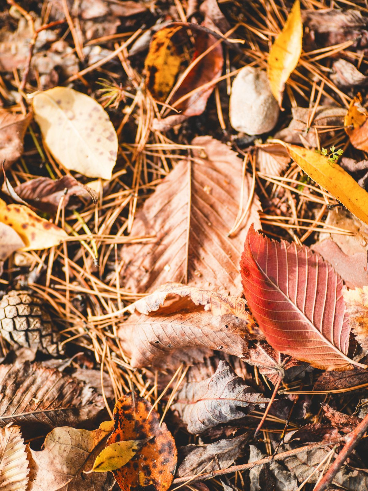 Composting Leaves to Create Leafmould