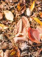 Composting Leaves to Create Leafmould