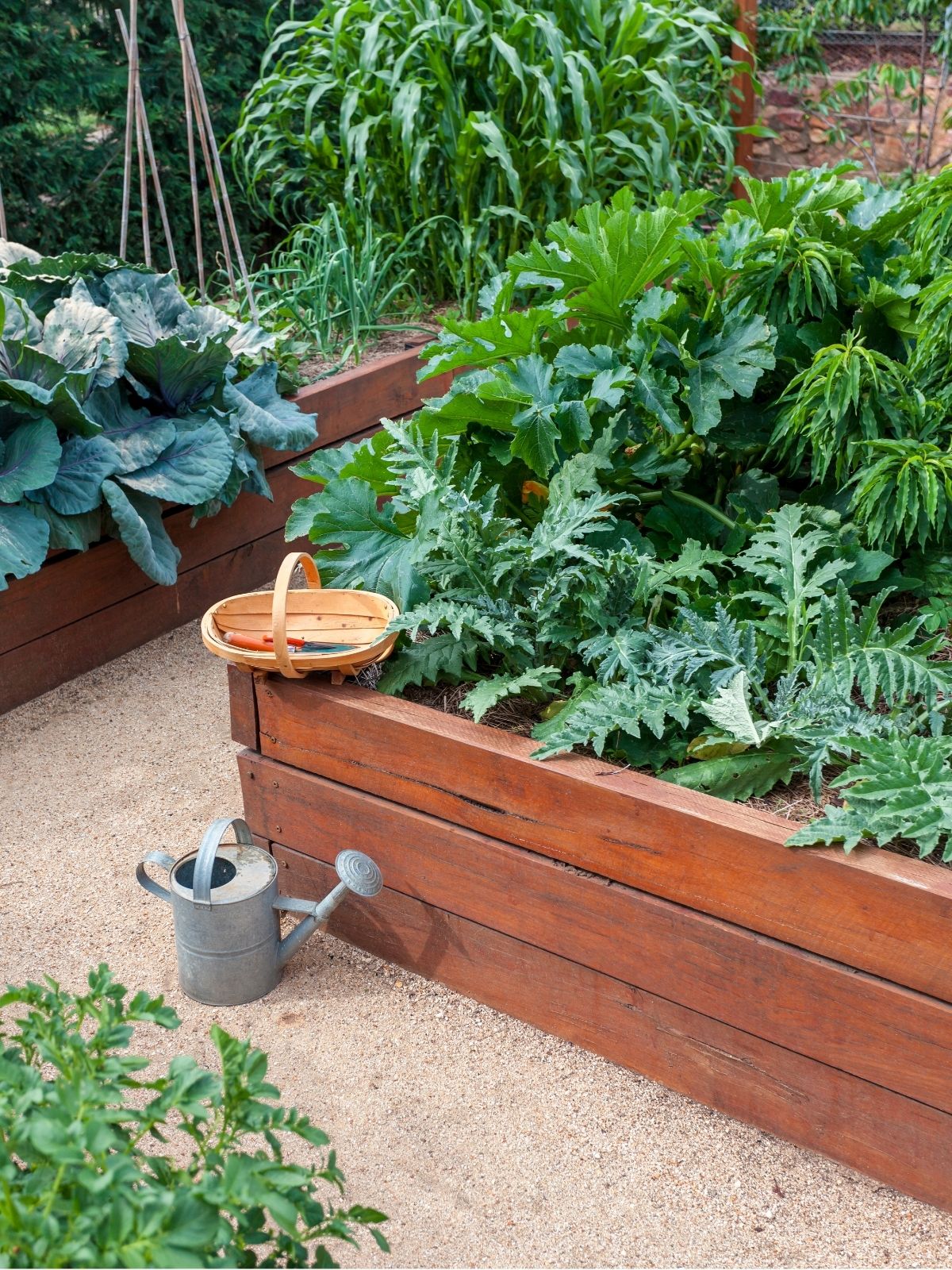 Creating a Veggie Garden