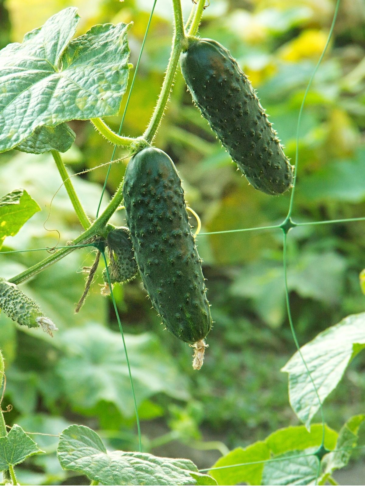 Growing Cucurbits