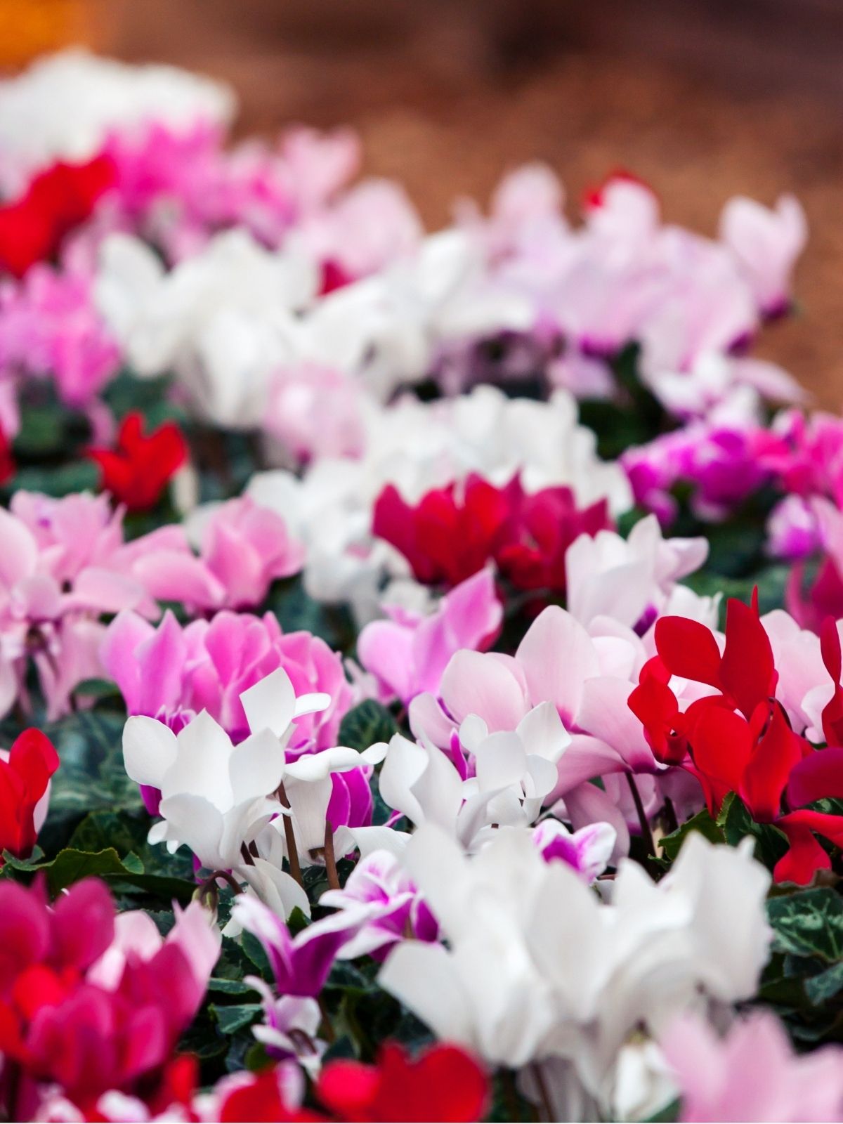 Houseplant - The Joys of Cyclamen