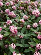 Growing Daphne