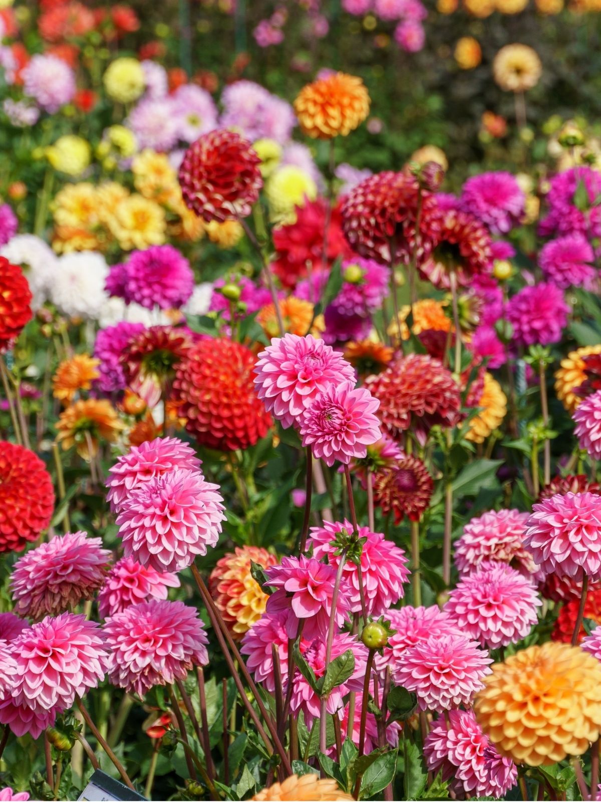 Delightful Dahlias