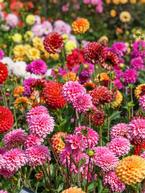 Delightful Dahlias