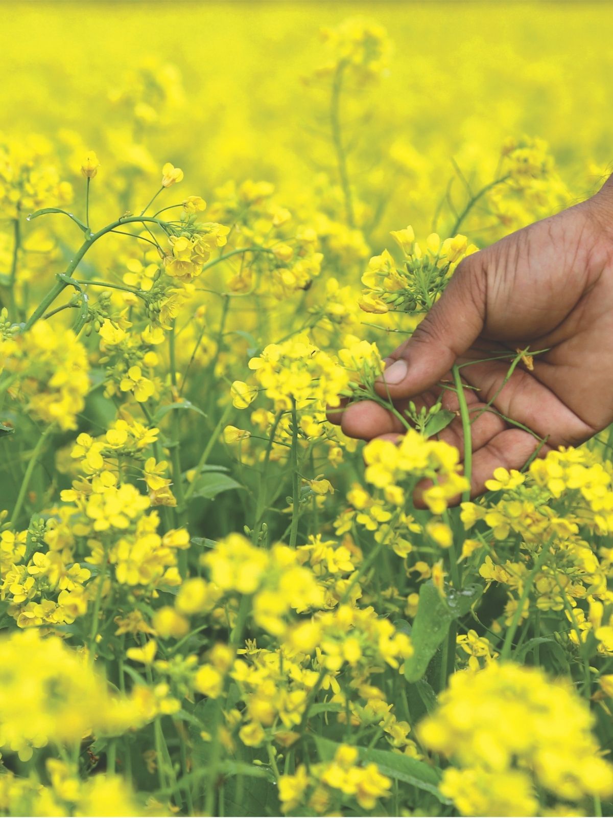 Growing Green Crops