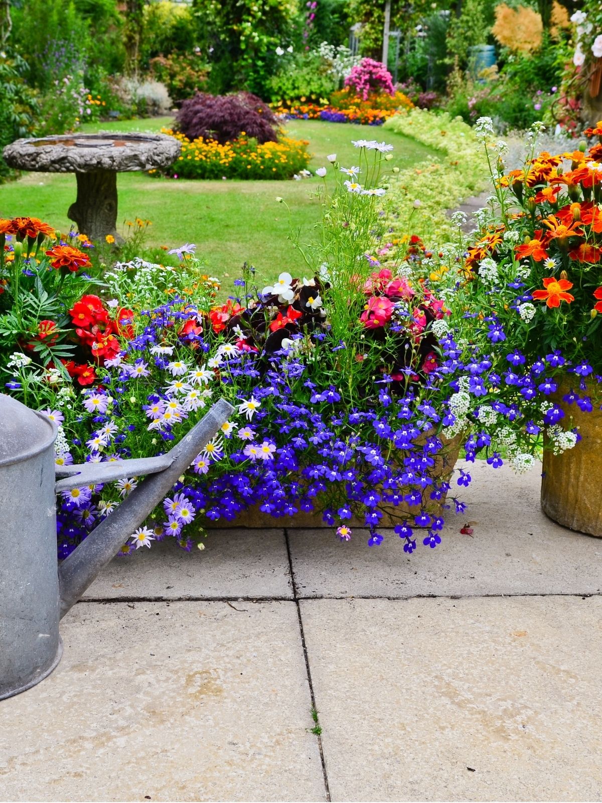 Grow the best annuals on the street