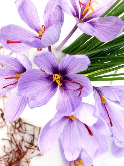 Oderings Gardening Guide Saffron Grow Your Own