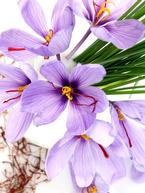 Grow your own saffron