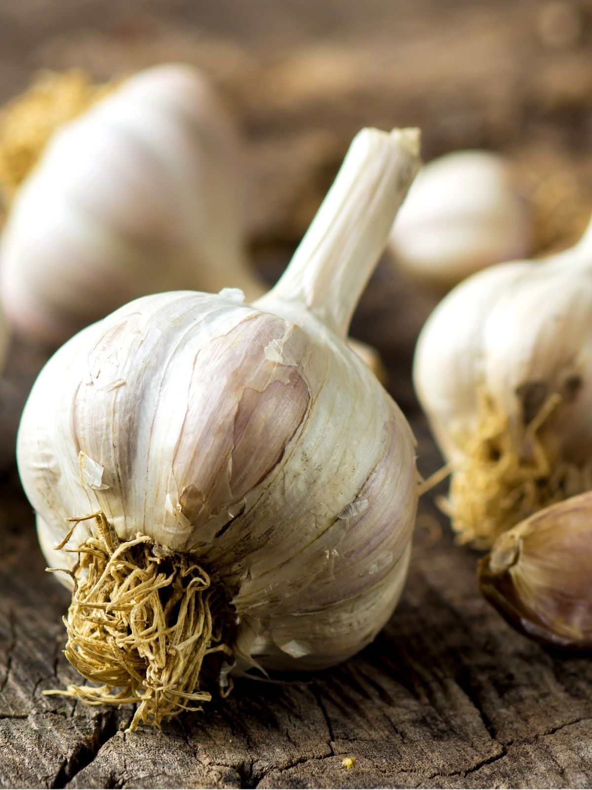 Garlic - How to Grow the Best Garlic