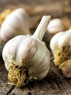 Garlic - How to Grow the Best Garlic