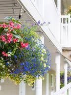 Hanging Baskets