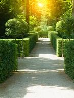 Healthy Buxus Hedges