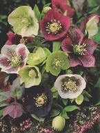 Growing Helleborus