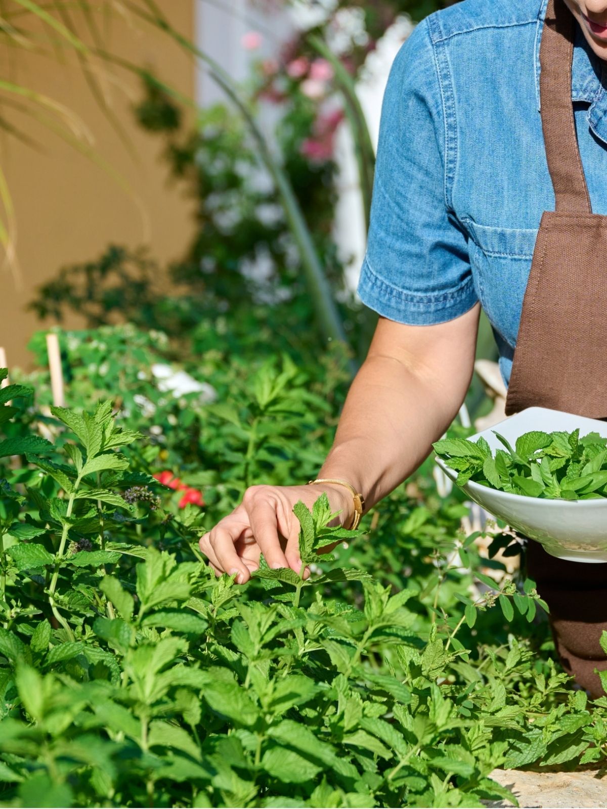 Growing Herbs - Inside and Out