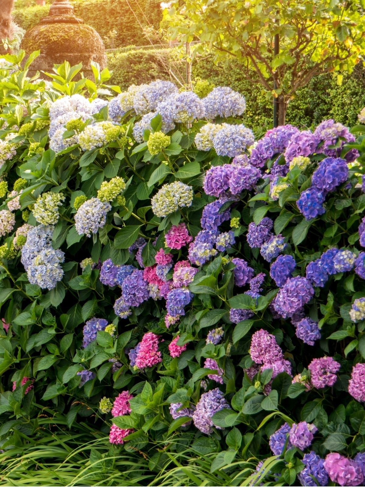 Growing Hydrangeas