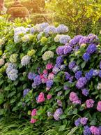 Growing Hydrangeas