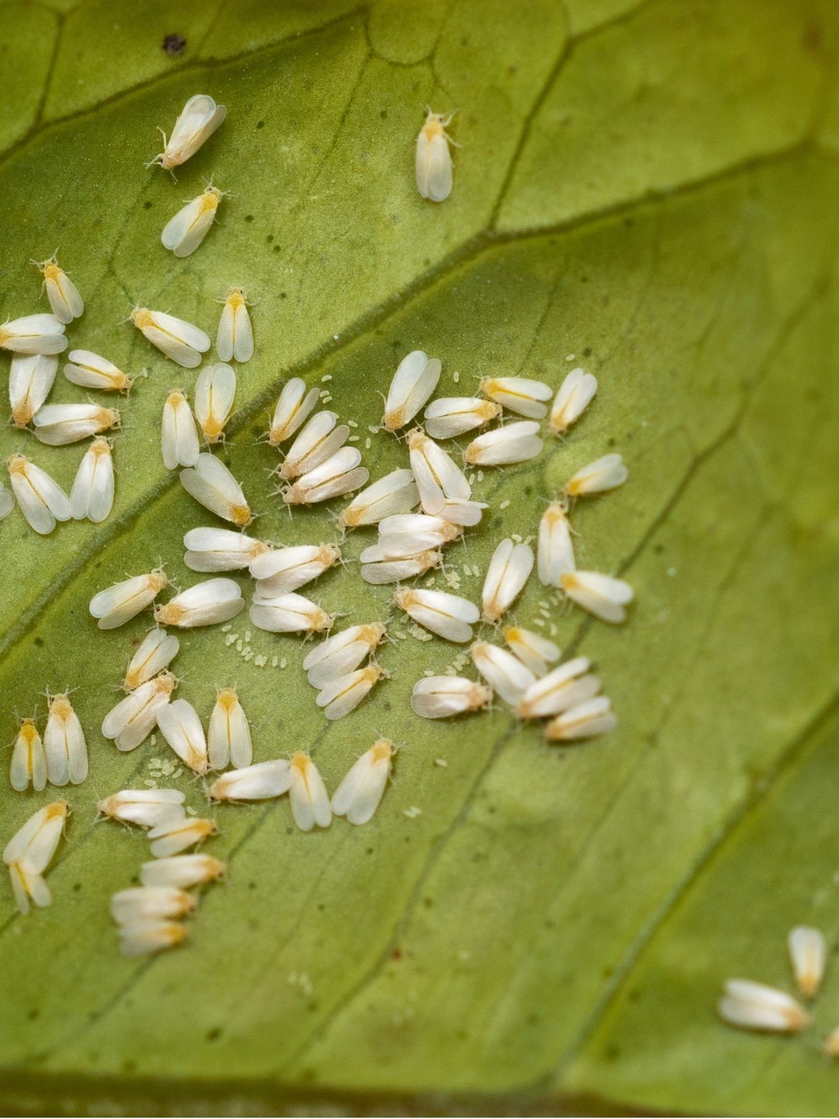 Dealing with Garden Insects