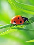 Ladybirds - Natural Predators