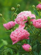 Paeonies: Timeless Elegance