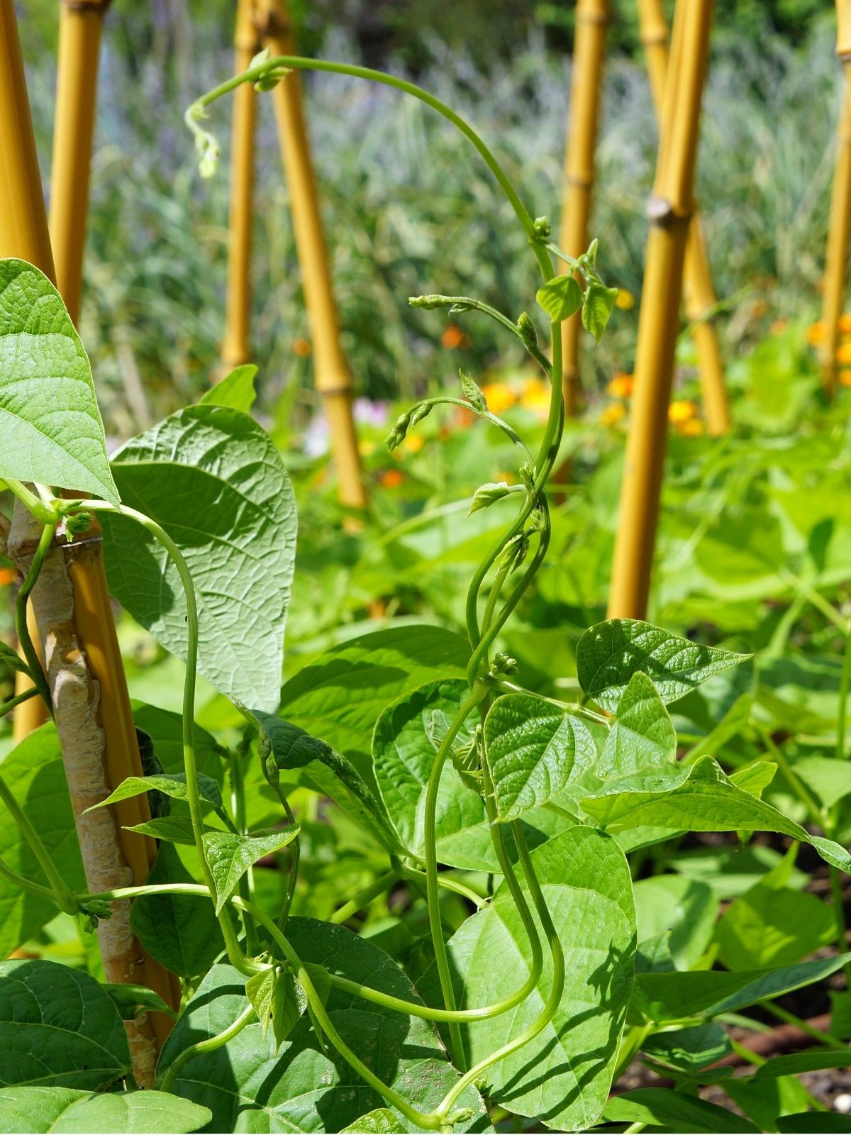 Growing Peas and Beans