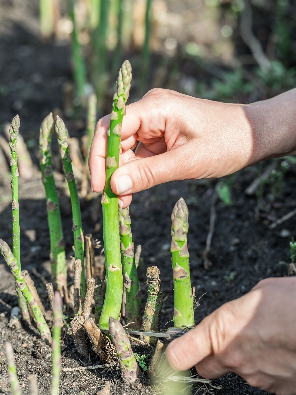 Growing Asparagus