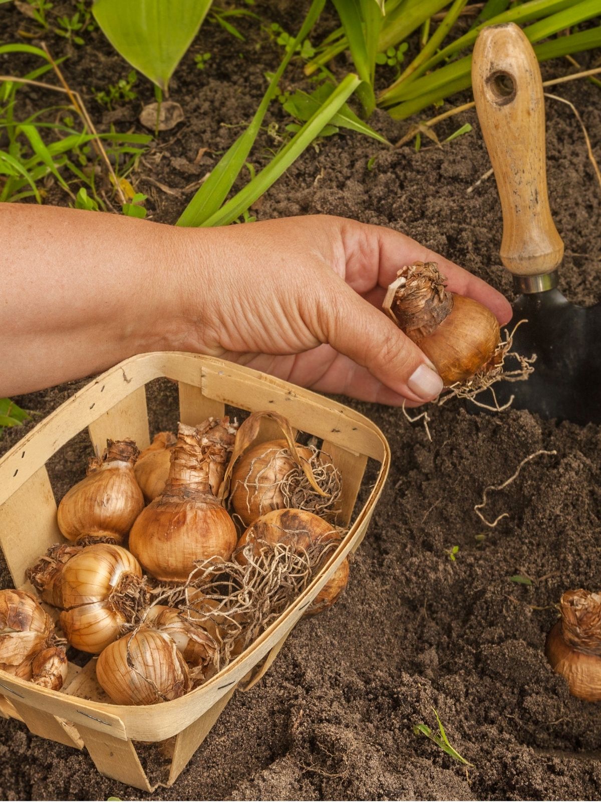 Planting Bulbs 