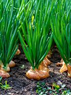 Shallots - How to Plant