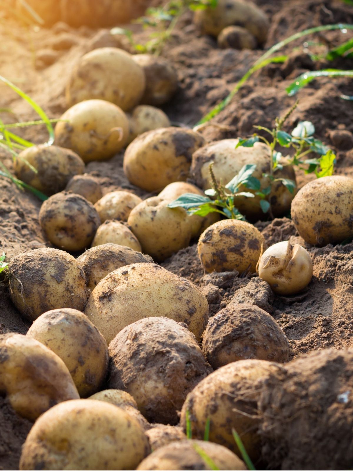 Potatoes: Frequently Asked Questions