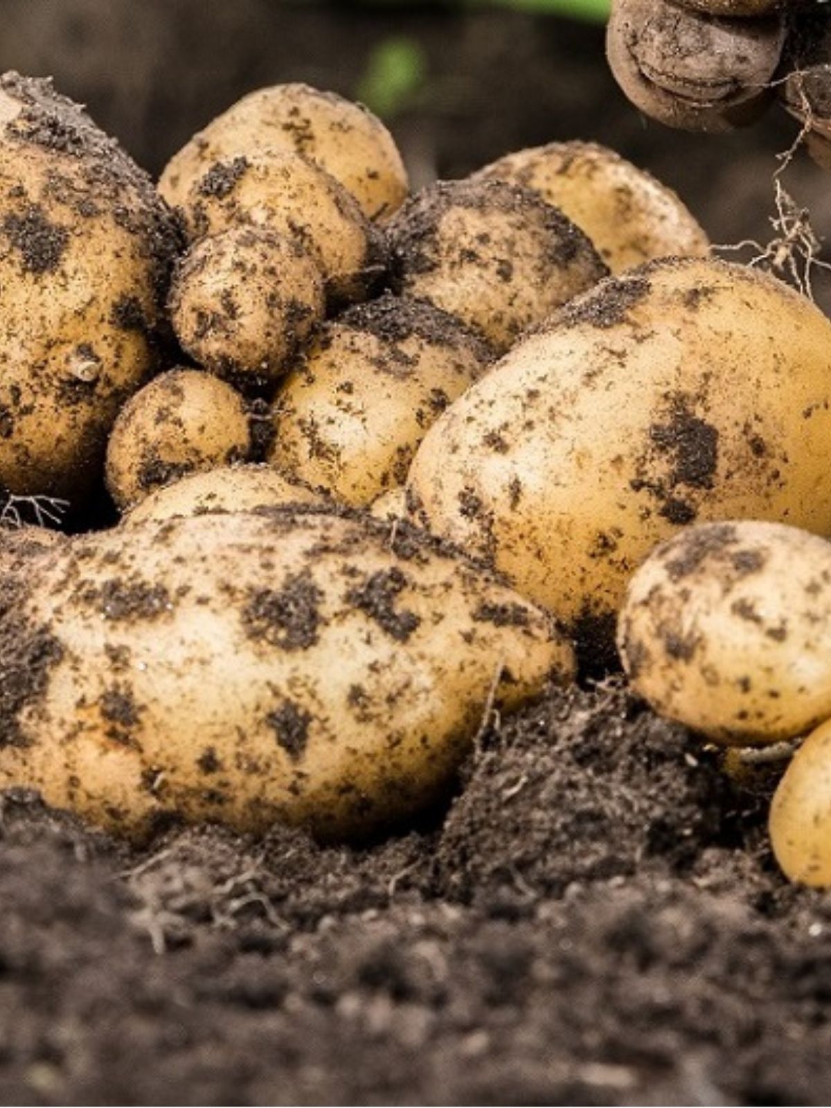 Potatoes: A Guide to a Bumper Harvest