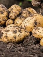 Potatoes: A Guide to a Bumper Harvest