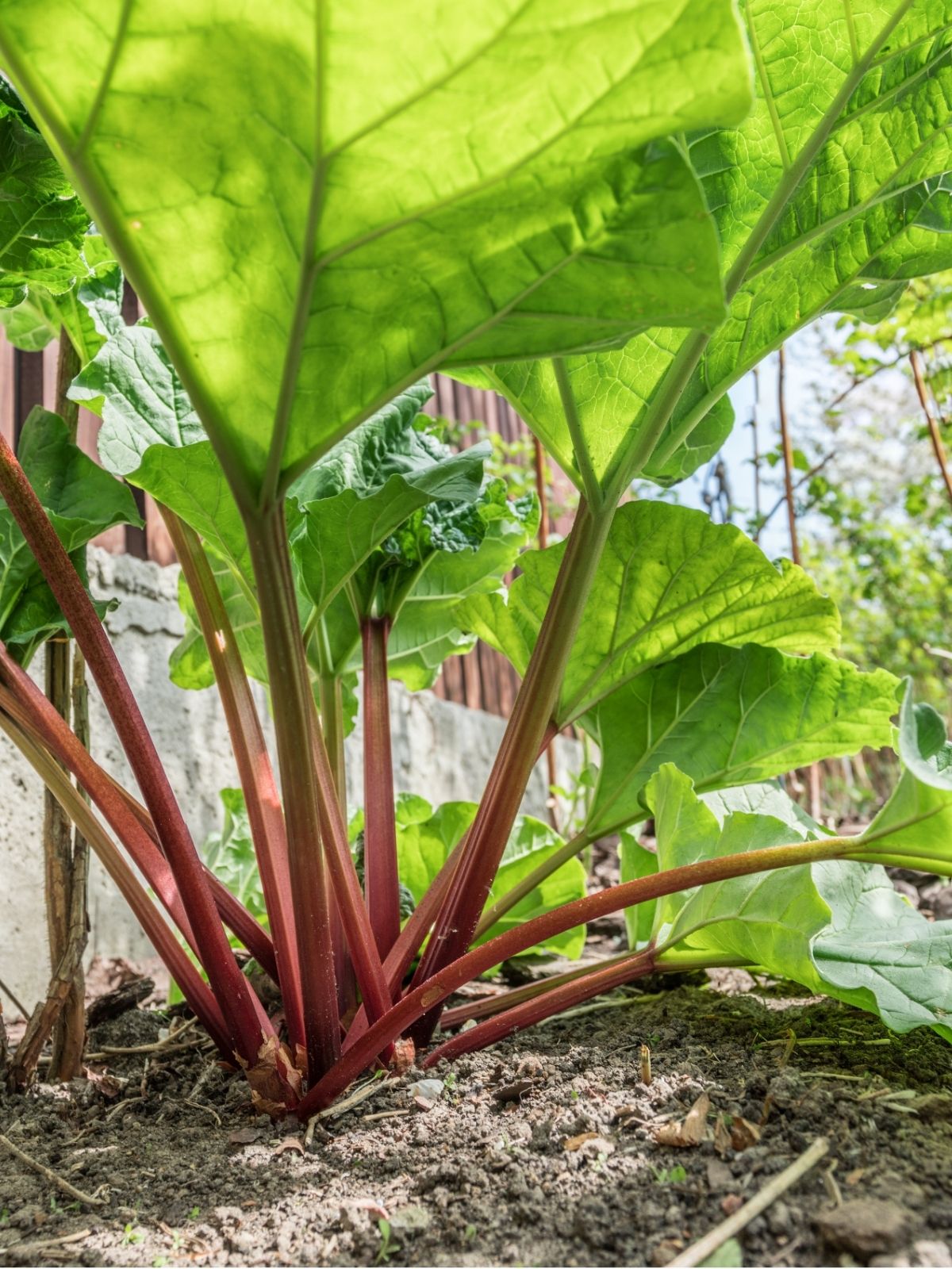 Growing Rhubarb