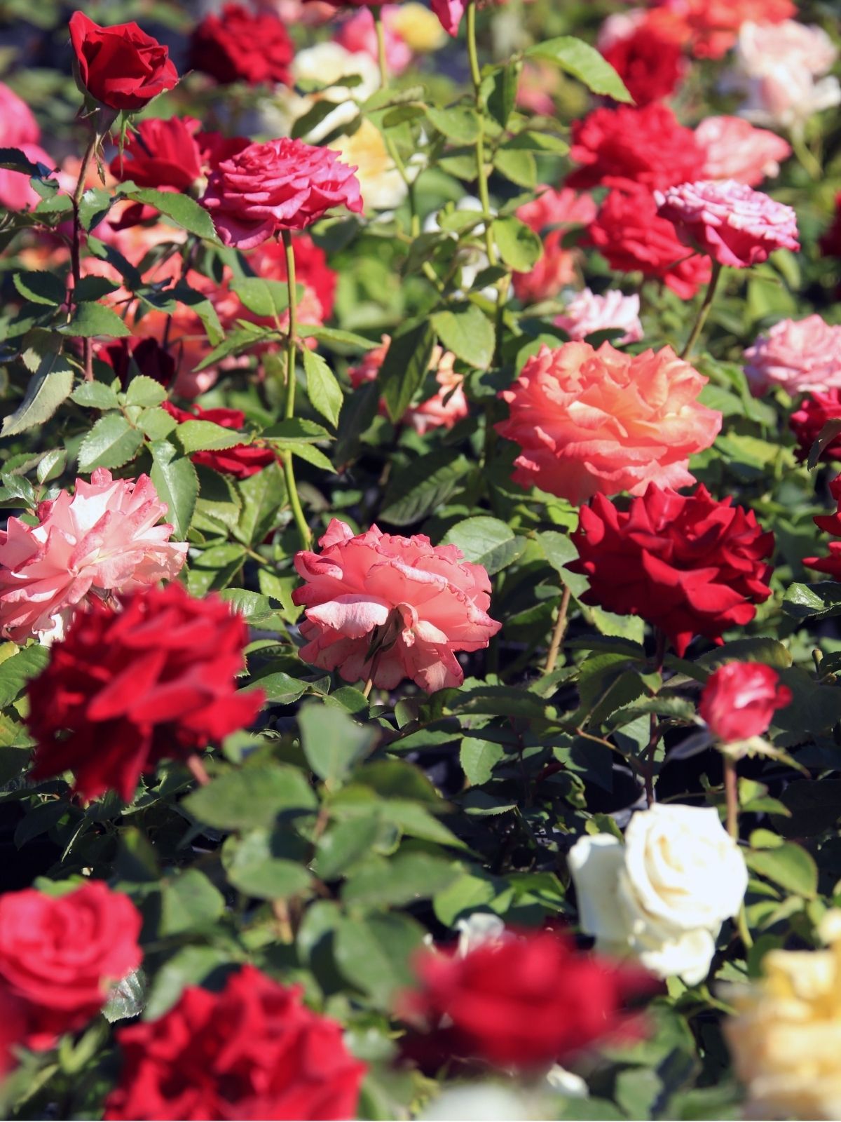 Roses: A Year-Round Guide