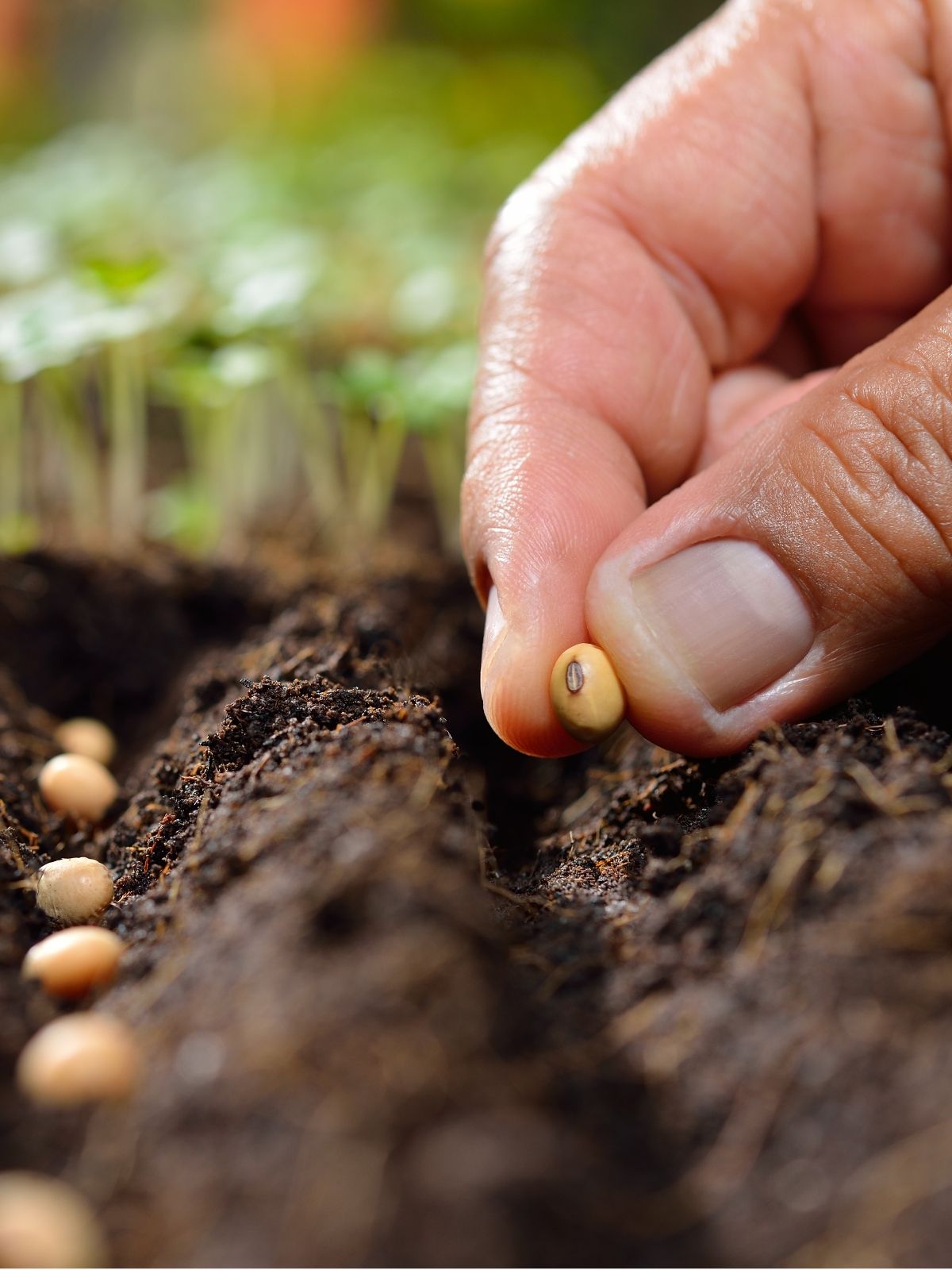 Seed Sowing