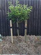 Staking Trees Correctly 