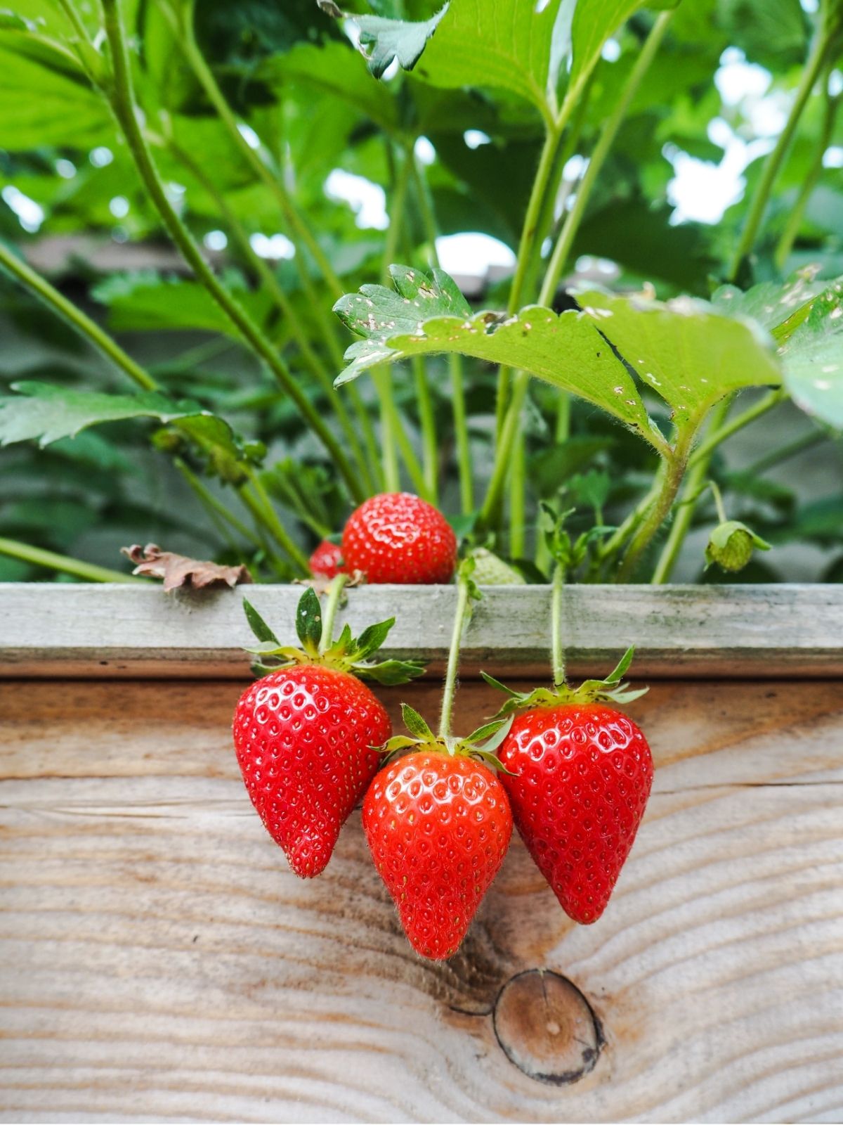 Growing Strawberries In Gardens and Pots