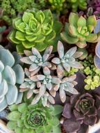 Succulents: A Low-Maintenance Choice