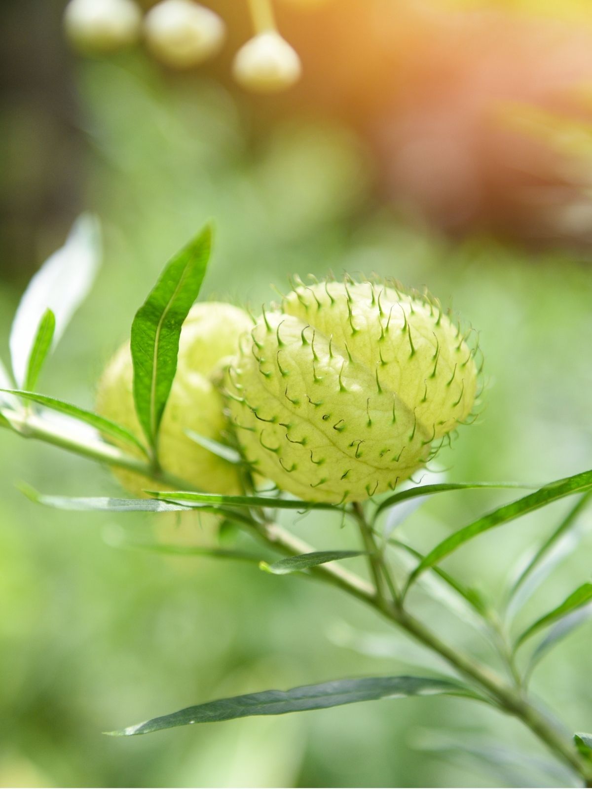 Growing Swan Plants