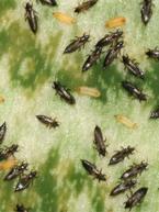 Thrips: Identification and Control