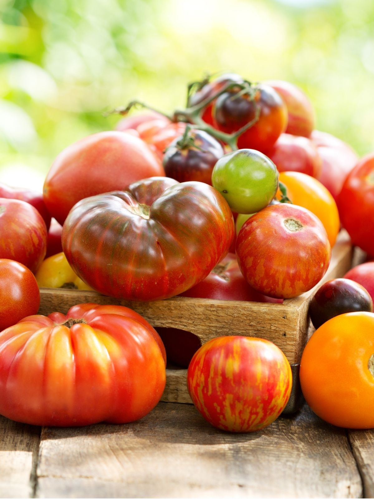 Tomatoes – The Ultimate Growing Guide