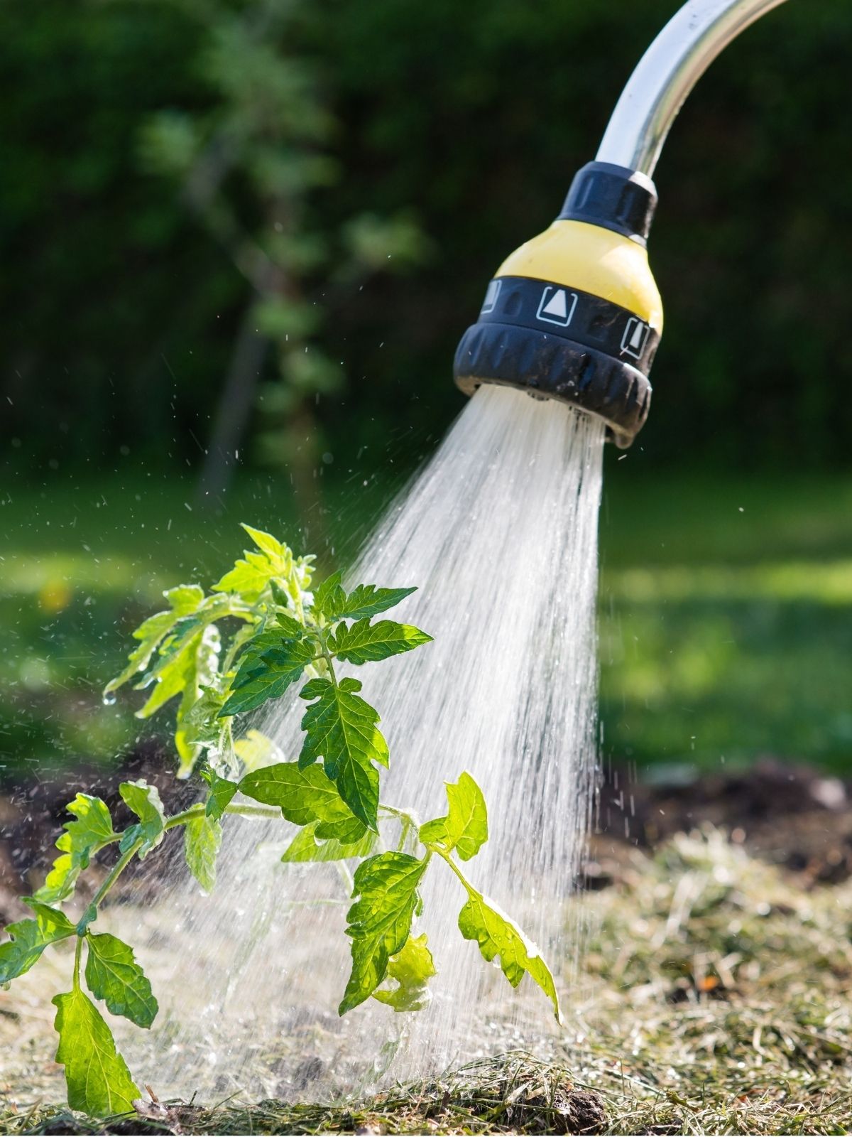 Water Saving in the Garden: 