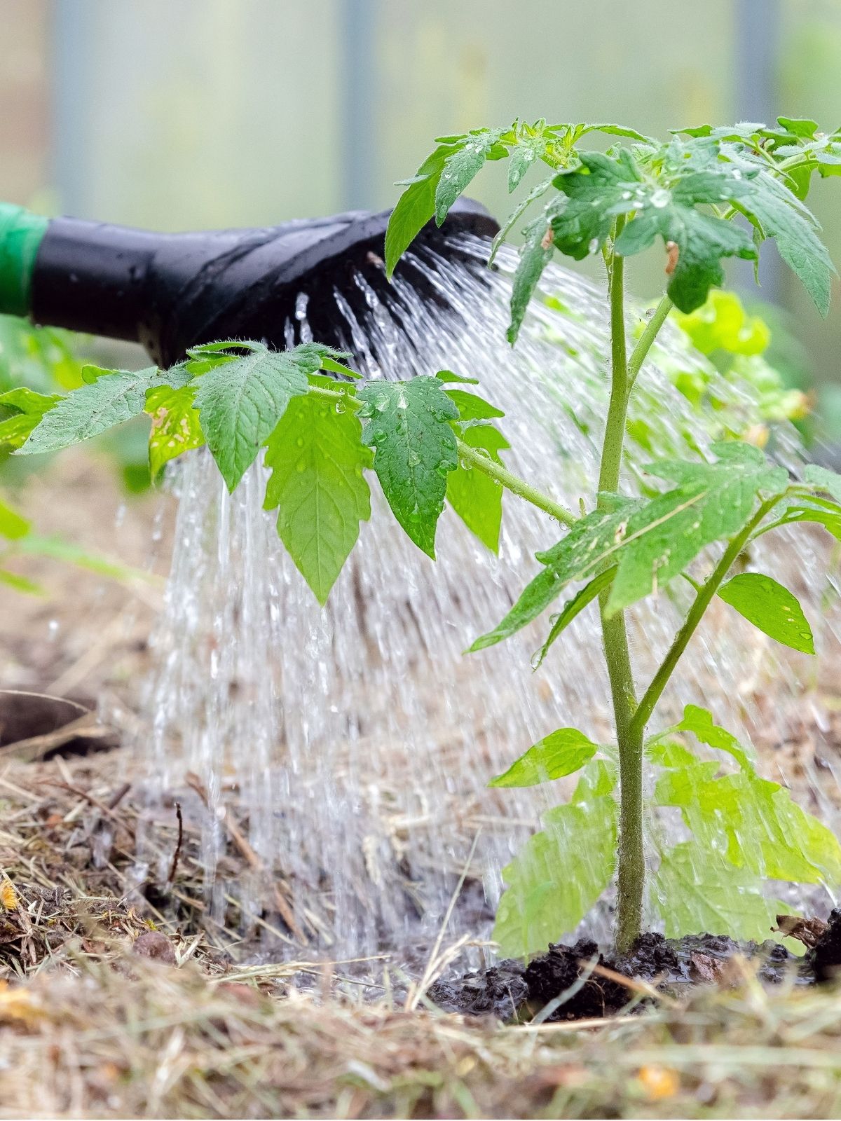 Watering and Mulching