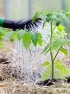 Watering and Mulching