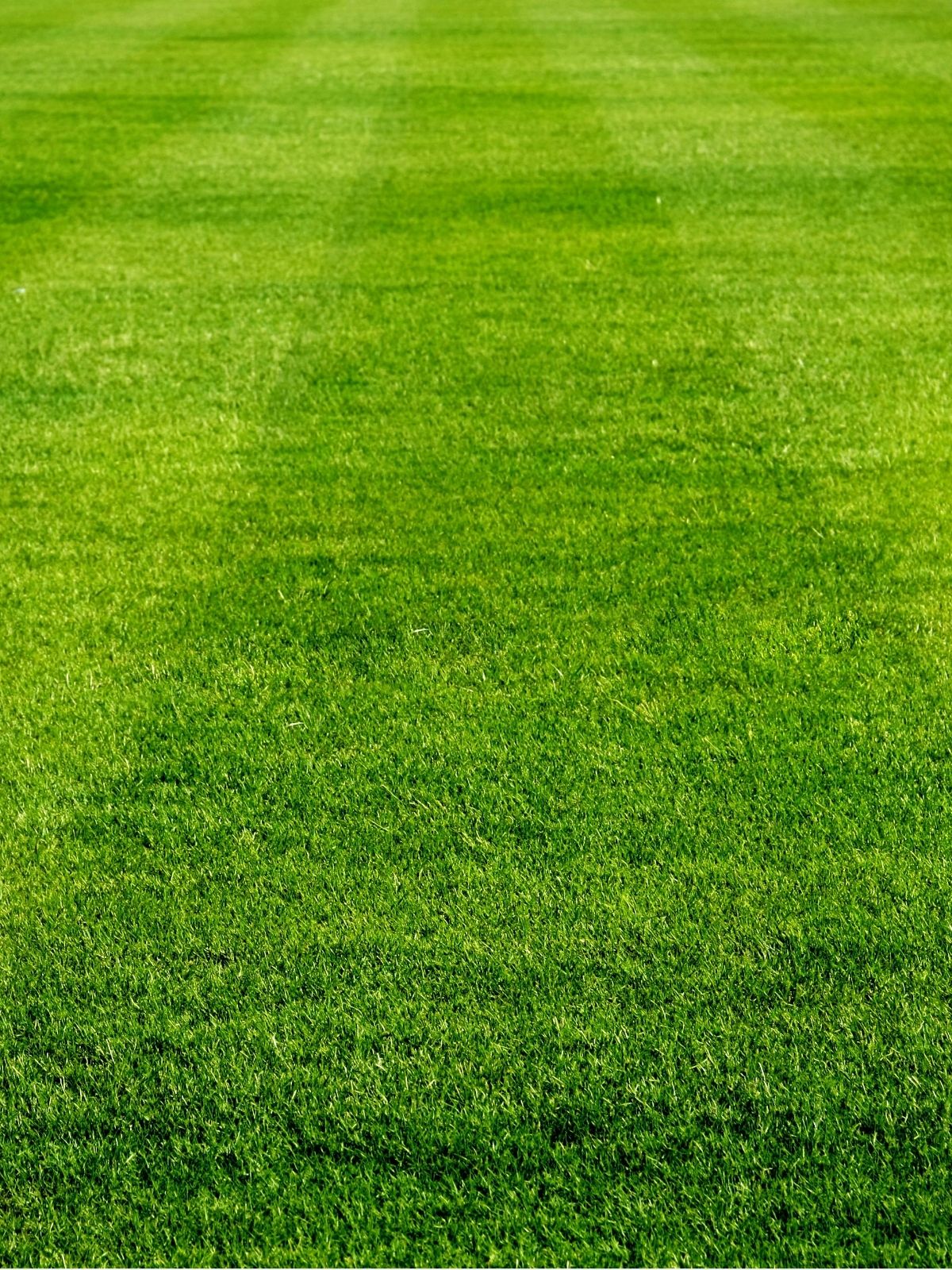 3 Steps to a Great-Looking Lawn In Autumn